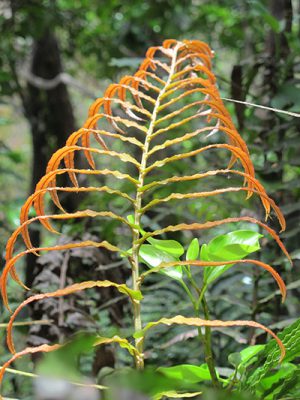 Afforestation